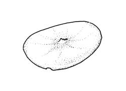 Goniomitrium acuminatum, operculum. Drawn from S. Berggren 1405, CHR 573734, and Australian isotype, J. Drummond 6, CHR 620600.
 Image: R.C. Wagstaff © Landcare Research 2019 CC BY 3.0 NZ